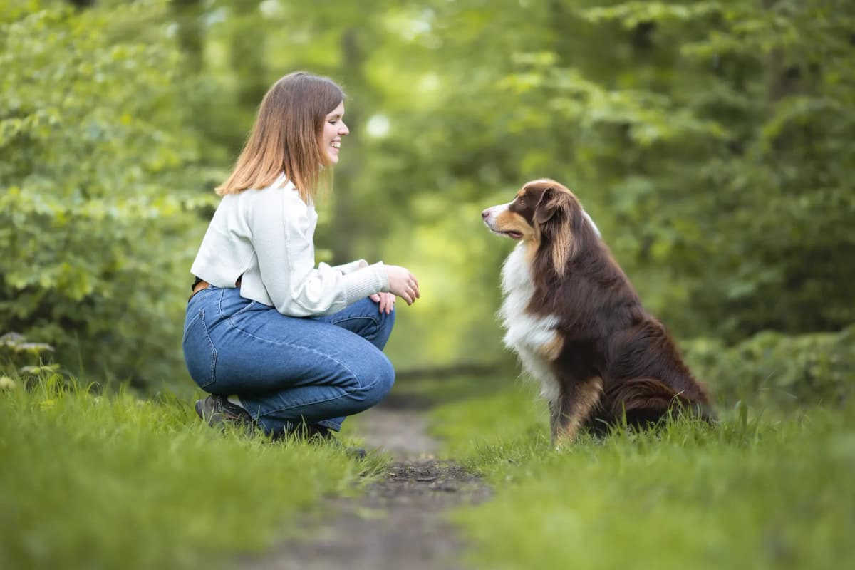 Cours collectifs d'éducation canine à Lille