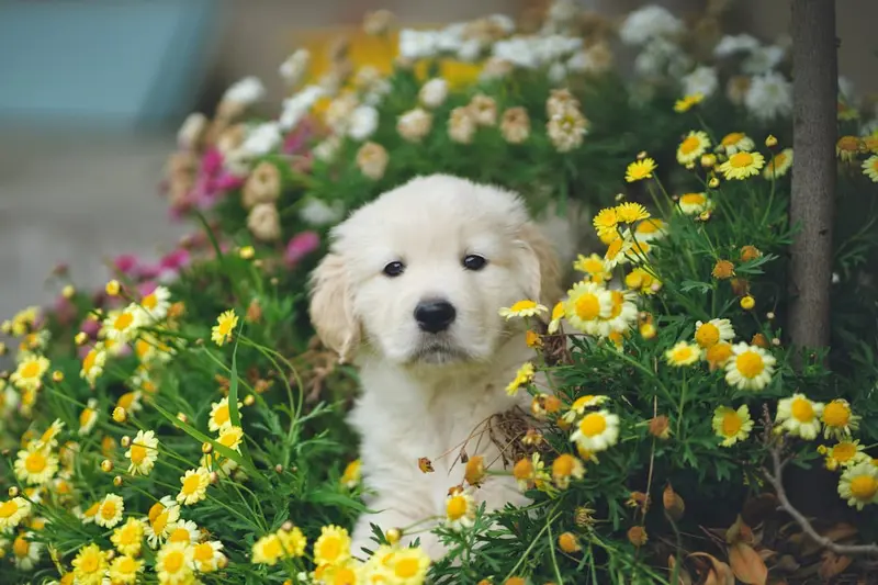 Un chiot mignon dans un buisson
