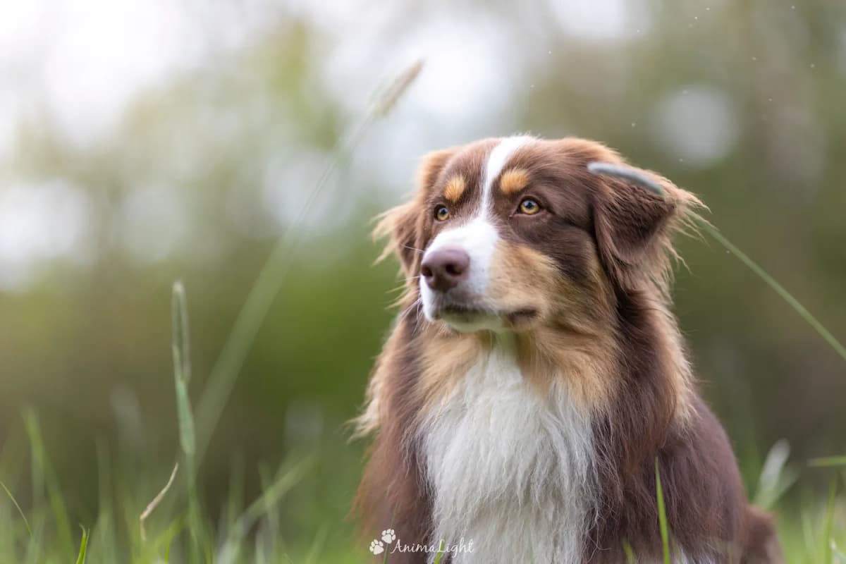 Forfait éducation canine à Lille