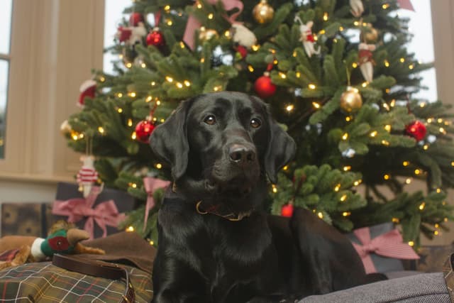 Cadeaux de noël pour chien : 10 idées testées et validées