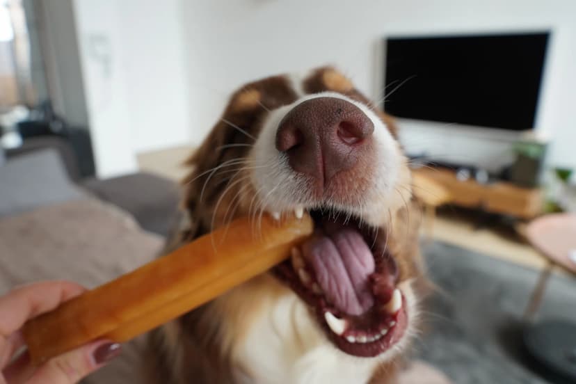 Les indispensables que j'utilise au quotidien pour mon chien