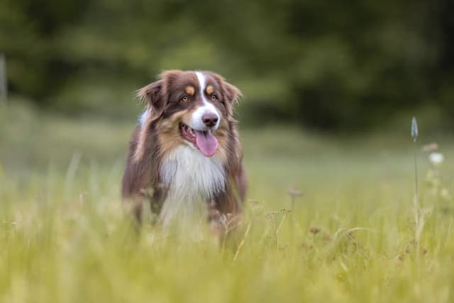 Comment créer la journée idéale pour ton chien ?