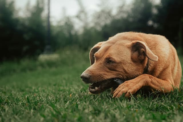 Mastication pour chien : Tout ce que tu dois savoir en 2025