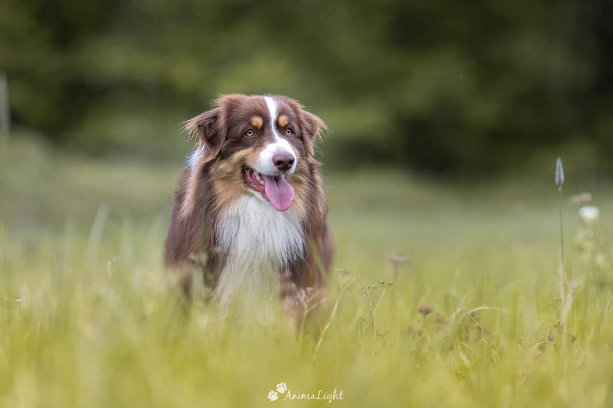 Chiens heureux en balade éducative